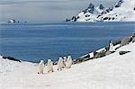 Chinstrap penguins (Pygoscelis Antarctica) walking up a glacial ice cap, Half Moon Island, South Shetland Island, Antarctic Peninsula, Antarctica, Polar Regions