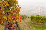 Vineyards above Spitz an der Danau, Wachau, Austria, Europe