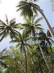 Palm trees on beach at Palm Cove, Cairns, North Queensland, Australia, Pacific