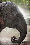 Elephant, Golden Triangle, Thailand, Southeast Asia, Asia