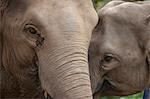 Elephants, Golden Triangle, Thailand, Southeast Asia, Asia