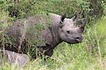 Black rhino (Diceros bicornis), Masai Mara, Kenya, East Africa, Africa