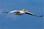 Great white pelican (Pelecanus onocrotalus) in flight, Lake Nakuru National Park, Kenya, East Africa, Africa