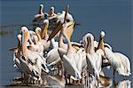 Great white pelicans (Pelecanus onocrotalus), Lake Nakuru National Park, Rift Valley, Kenya, East Africa, Africa