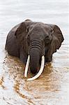 Elephant (Loxodonta africana) in the river, Masai Mara National Reserve, Kenya, East Africa, Africa