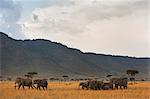 Elephant herd (Loxodonta africana), Masai Mara National Reserve, Kenya, East Africa, Africa