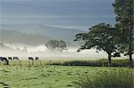 Typical rural view west of the Pennine, with Cross Fell, Eden Valley, Cumbria, England, United Kingdom, Europe