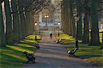 Sunrise, Green Park, London, England, United Kingdom, Europe