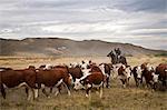 Gauchos with cattle at the Huechahue Estancia, Patagonia, Argentina, South America