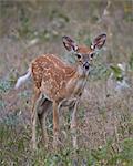 White-tailed deer (whitetail deer) (Virginia deer) (Odocoileus virginianus) fawn, Custer State Park, South Dakota, United States of America, North America