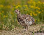 Sharp-tailed grouse (Tympanuchus phasianellus) (previously Tetrao phasianellus), Custer State Park, South Dakota, United States of America, North America