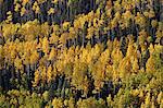 Yellow and orange aspens among evergreens in the fall, Uncompahgre National Forest, Colorado, United States of America, North America