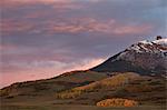 Patches of yellow aspens in the fall under pink clouds, Uncompahgre National Forest, Colorado, United States of America, North America