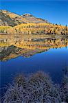 Yellow aspen trees reflected in Priest Lake in the fall, San Juan National Forest, Colorado, United States of America, North America