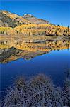 Yellow aspen trees reflected in Priest Lake in the fall, San Juan National Forest, Colorado, United States of America, North America