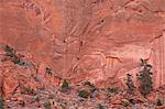 Salmon-colored sandstone wall with evergreens, Grand Staircase-Escalante National Monument, Utah, United States of America, North America