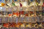 Tropical fish at pet shop, Mongkok, Hong Kong, China, Asia