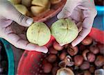 Comparing nutmeg fruits with male on the right and female on the left, Penang, Malaysia, Southeast Asia, Asia