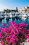 Colourful flowers in the harbour of Los Cabos, Baja California, Mexico, North America
