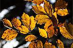 Beech leaves with autumn colours in the Cansiglio forest, Belluno, Veneto, Italy, Europe