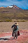 Farming quinoa, a super food, on the Bolivian Altiplano, Bolivia, South America