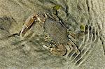 Superbly camouflaged crab on Playa Guiones beach, Nosara, Nicoya Peninsula, Guanacaste Province, Costa Rica, Central America