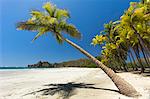 Beautiful palm fringed, white sand Playa Carrillo, Carrillo, nr Samara, Guanacaste Province, Nicoya Peninsula, Costa Rica, Central America