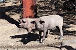 Iberian black pigs, Aracena, Sierra Morena, Huelva, Andalucia, Spain, Europe