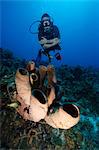 Diver enjoys the tube sponges off the Turks and Caicos, West Indies, Caribbean, Central America