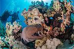 Two scuba divers, giant moray (Gymnothorax javanicus) with open mouth, and coral reef, Ras Mohammed National Park, Red Sea, Egypt, North Africa, Africa