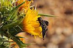 Bee fly (Hemipenthes velutina) feeding from spiny sow thistle (Sonchus asper) flower in scrubland, Zadar province, Croatia, Europe