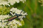 Musk beetle (Aromia moschata) foraging on wild carrot (Queen Anne's lace) (Daucus carota) flowerhead in a hay meadow, Slovenia, Europe