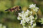 Horse fly (Pangonius pyritosus) foraging for nectar on Cretan oregano (Origanum onites) flowers, Lesbos (Lesvos), Greece, Europe