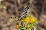 Scarce swallowtail butterfly (Iphiclides podalirius) feeding from spiny sow thistle (Sonchus asper), Zadar province, Croatia, Europe