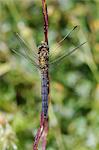 Young male keeled skimmer dragonfly (Orthetrum coerulescens), resting on plant stem, Lesbos (Lesvos), Greece, Europe