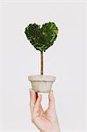 Hand holding heart-shaped plant