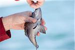 Fishing for Black sea bass, Centropristis striata, Atlantic Ocean, somewhere off the coast of Georgia, near Savannah, Thunderbolt, Tybee Island.