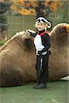 Girl in panda halloween costume standing next to camel
