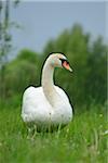 Close-up of a Mute Swan (Cygnus olor) in a meadow in spring, Upper Palatinate, Bavaria, Germany