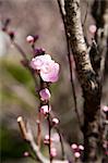 Peach blossoms, Kumano Kodo