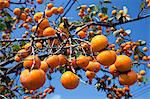 Persimmon fruits, Kumamoto Prefecture