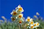 Narcissus flowers and blue sky, Chiba Prefecture