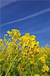 Field mustard, Kanagawa Prefecture