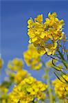 Field mustard, Kanagawa Prefecture