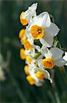 Narcissus flowers, Kanagawa Prefecture