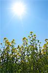 Rapeseed field, Saitama Prefecture