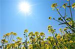 Rapeseed field, Saitama Prefecture