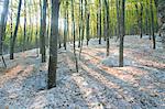 Beech forest and snow