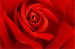 Red rose