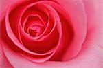 Pink rose